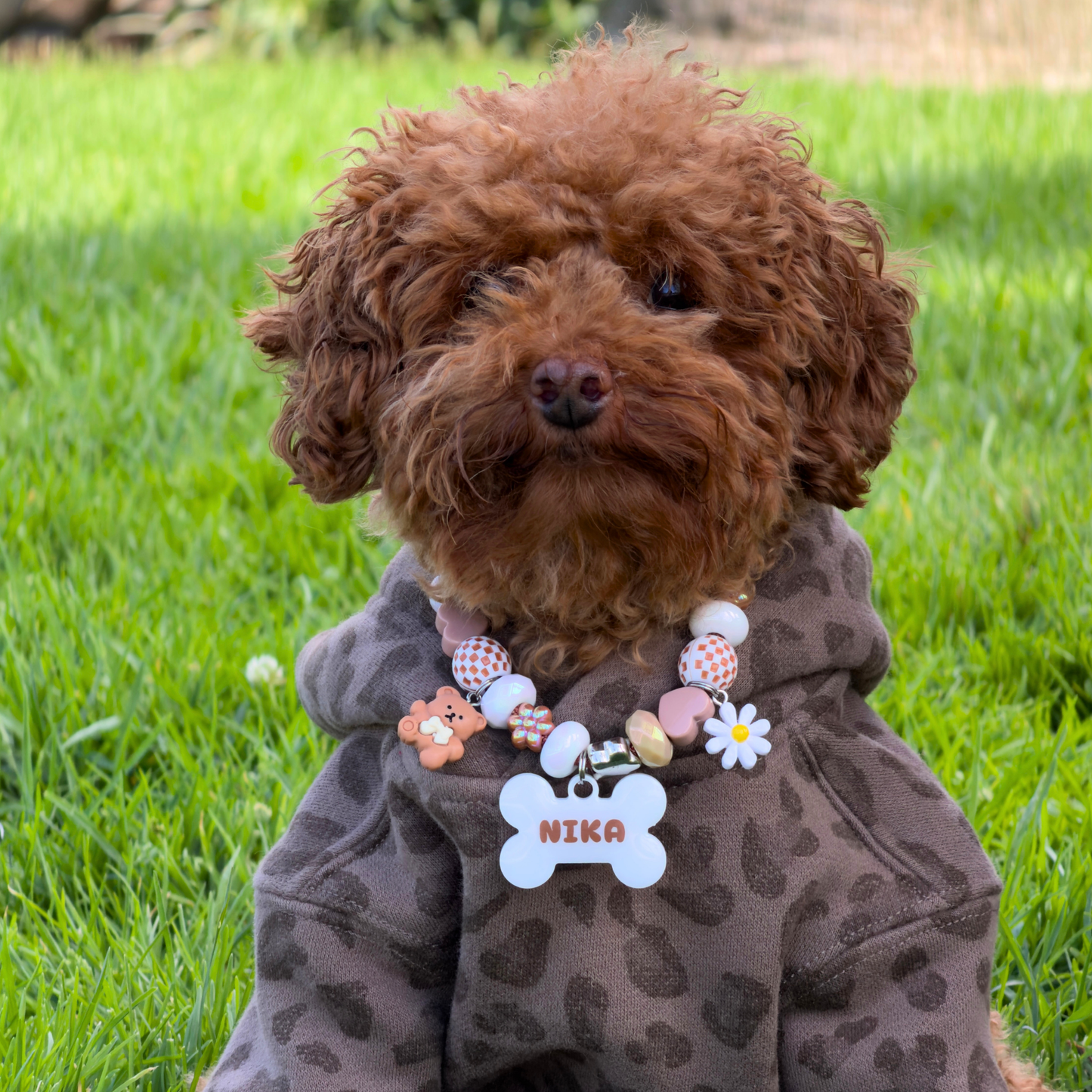 Puppuccino