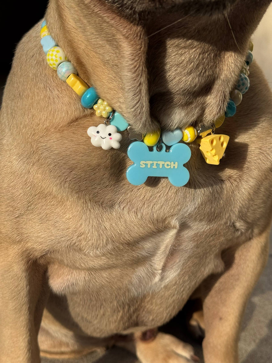 Dog wearing a BEADBOO collar