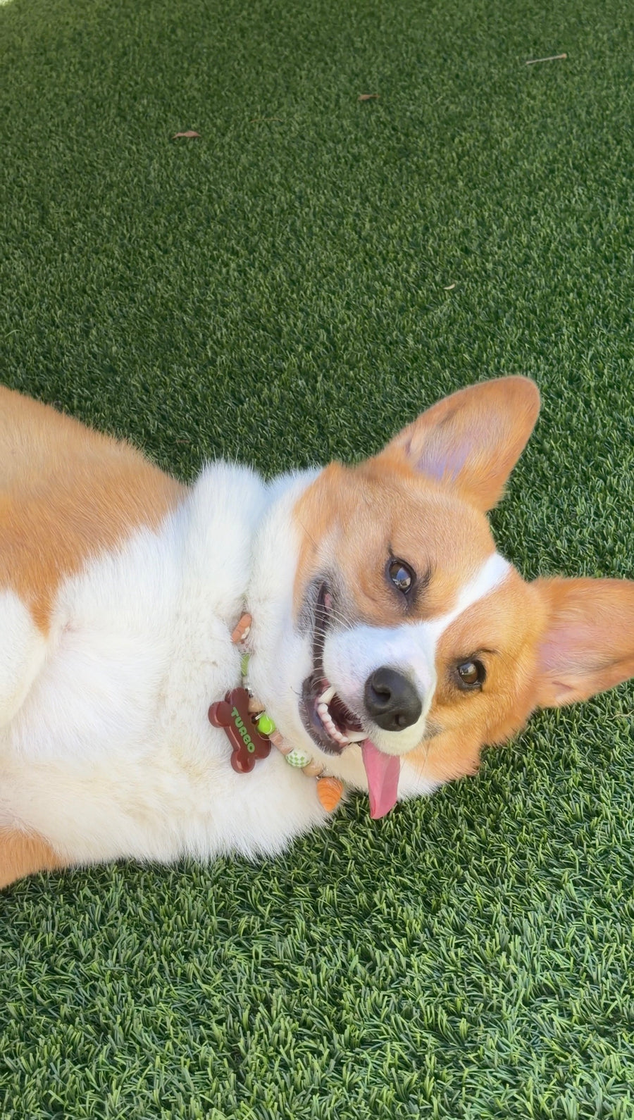 Dog wearing a BEADBOO collar