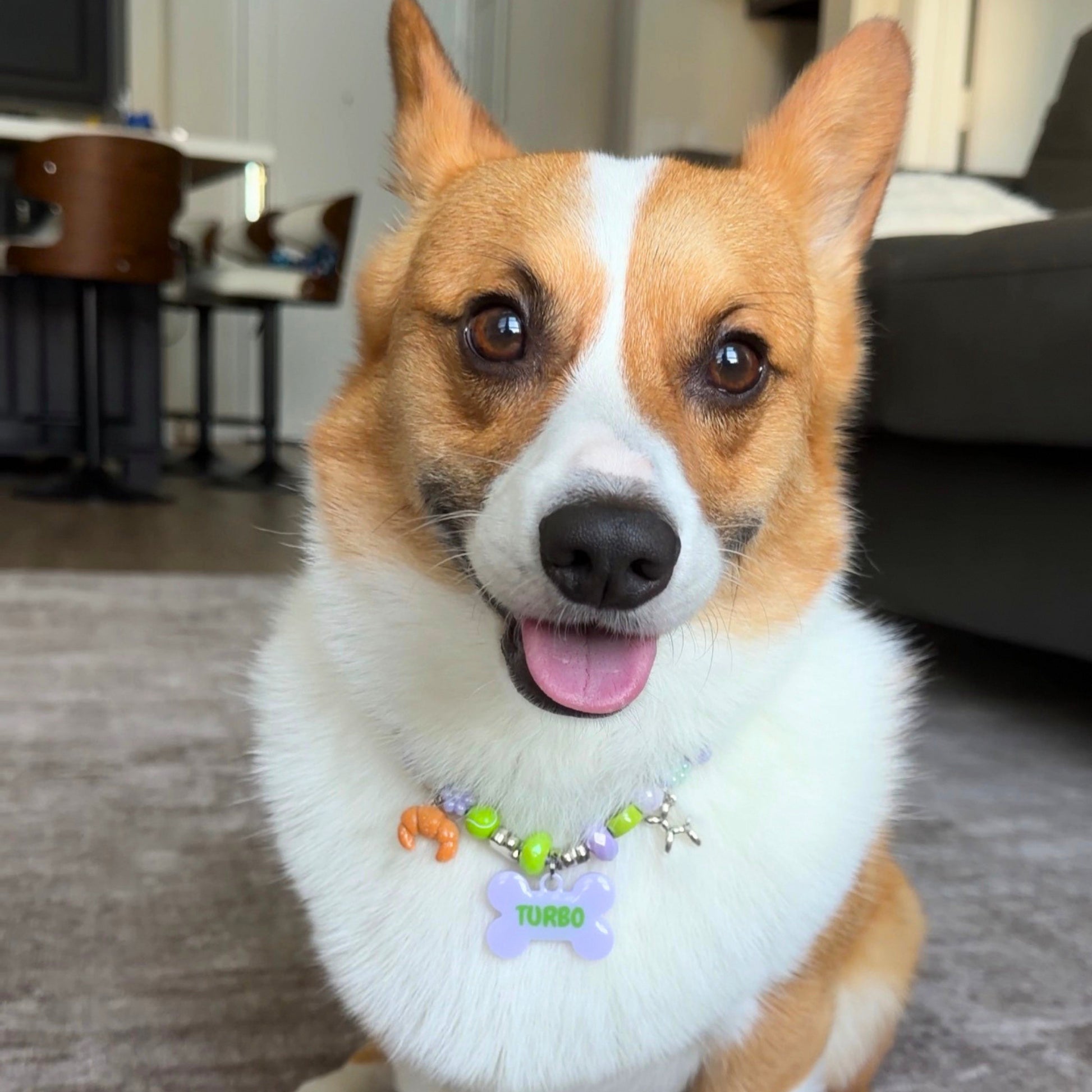 Beadboo beaded dog collar necklace with custom bone name tag