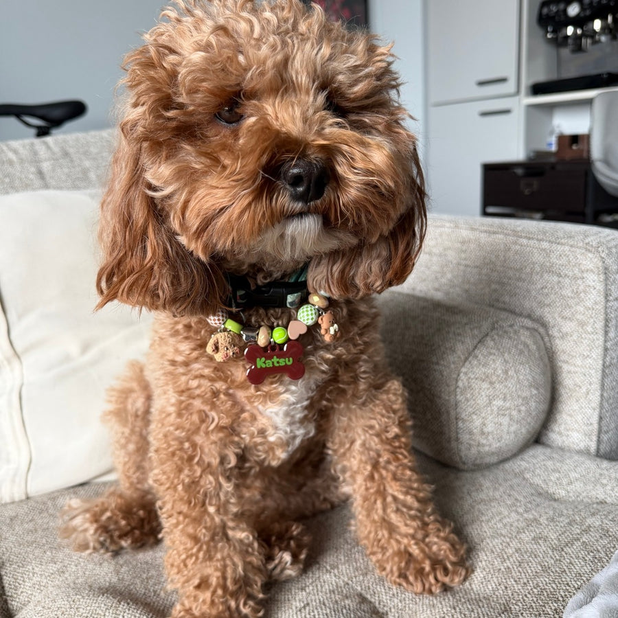Katsu the cavapoo wearing the Happy Camper BEADBOO necklace