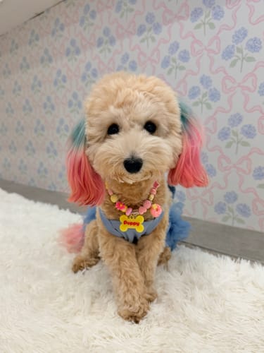 Poppy the apricot toy poodle with pink ears in her Sundae Funday BEADBOO necklace with a yellow bone name tag