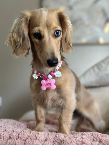 Lucy the cream long-haired dachshund in her Berry Blush BEADBOO necklace with a pink bone name tag