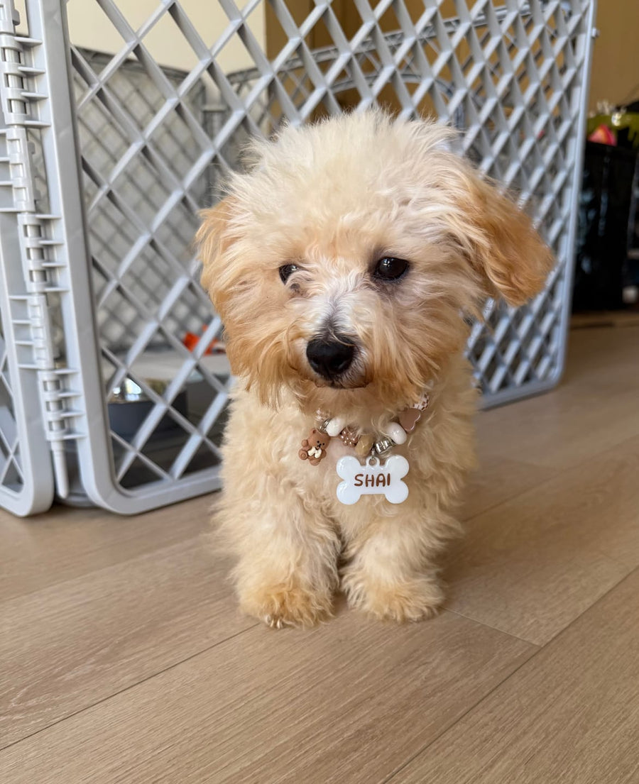 Shai the fluffy apricot puppy in a Puppuccino BEADBOO necklace with a white bone name tag