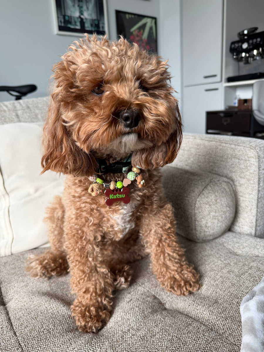 Katsu the cavapoo wearing the Happy Camper BEADBOO necklace
