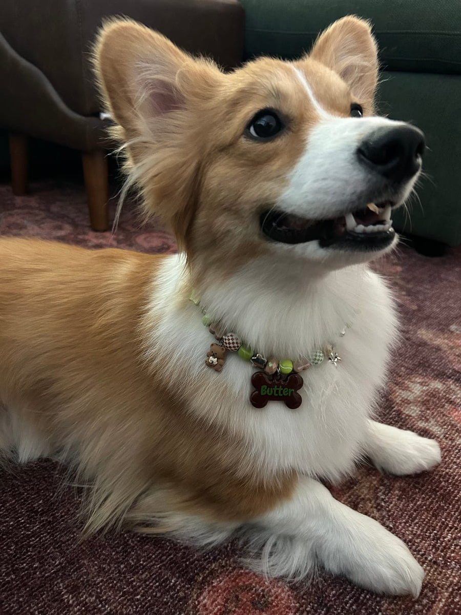 Butter the corgi in a Happy Camper BEADBOO necklace with a brown bone name tag