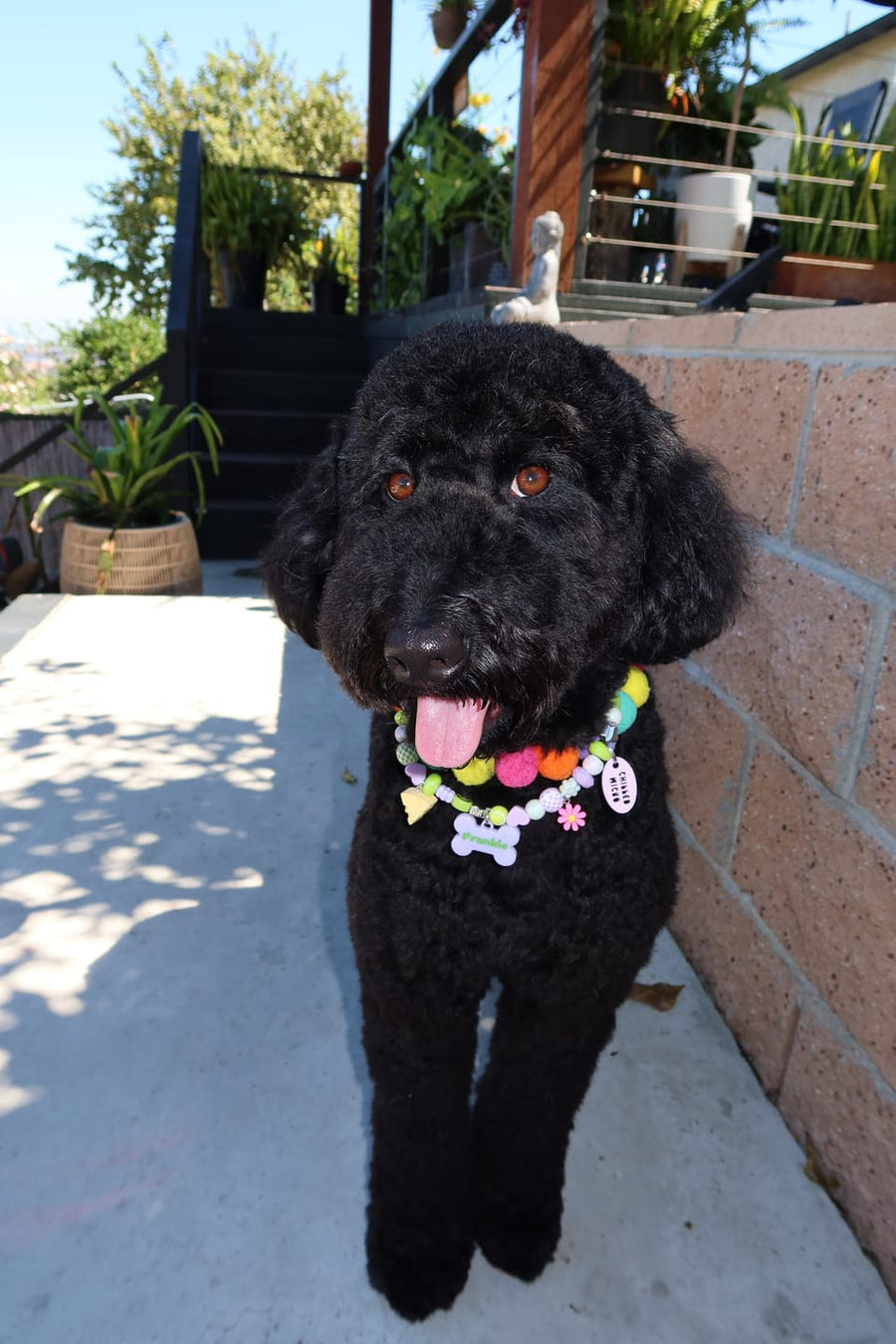 Frankie the curly black dog in a Pixie Pop BEADBOO necklace with a lavender bone name tag