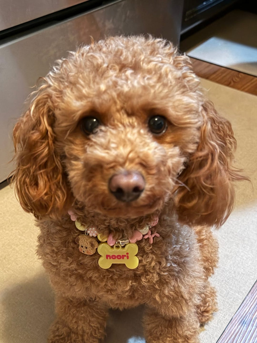 Noori the red toy poodle in a Sundae Funday BEADBOO necklace with a yellow bone name tag