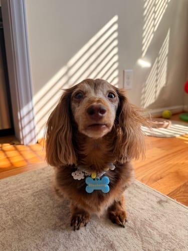 Blueberry the chocolate long-haired dachshund in her Sea & Sun BEADBOO necklace with a blue bone name tag