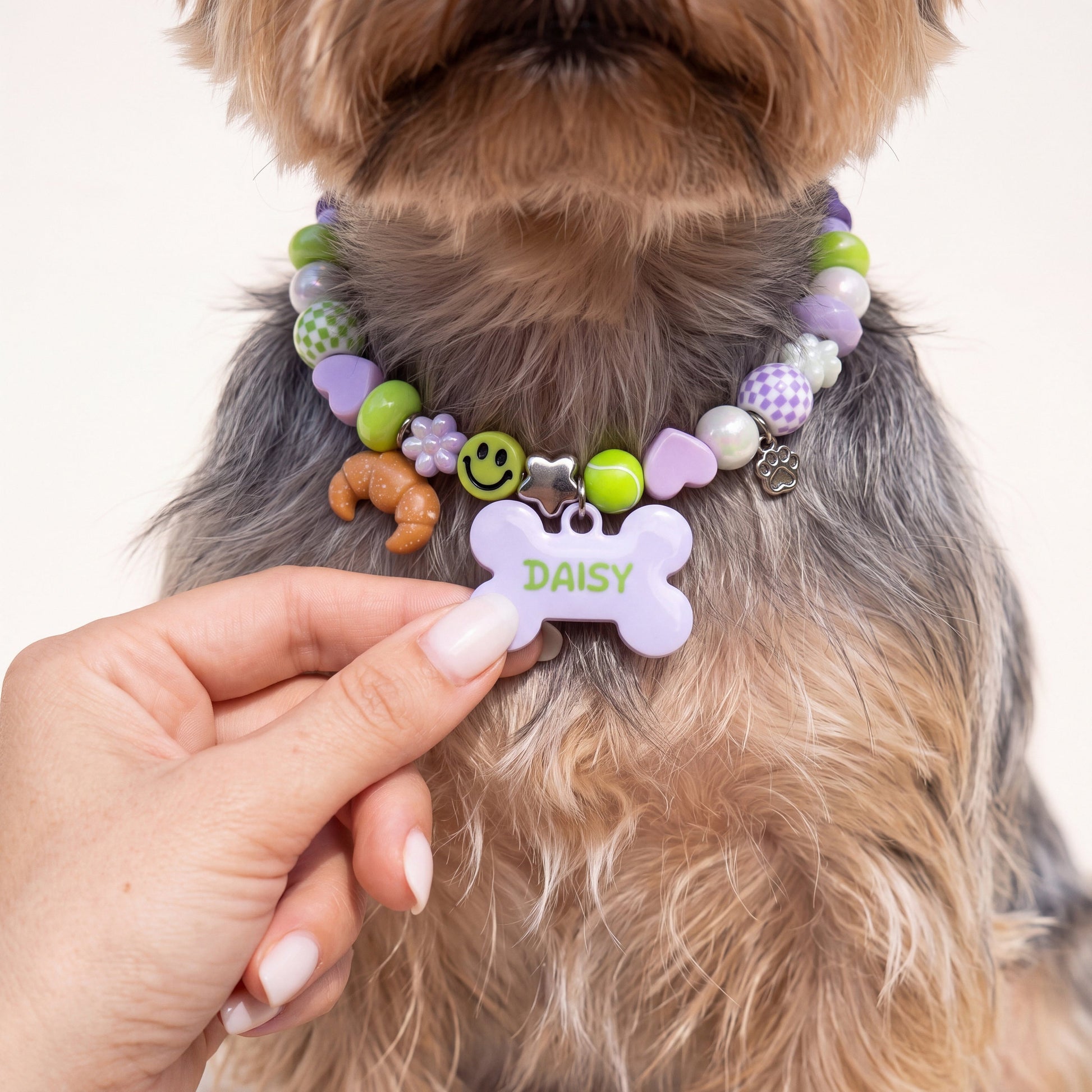 Pixie Pop beaded dog collar worn by a dog — beadboo