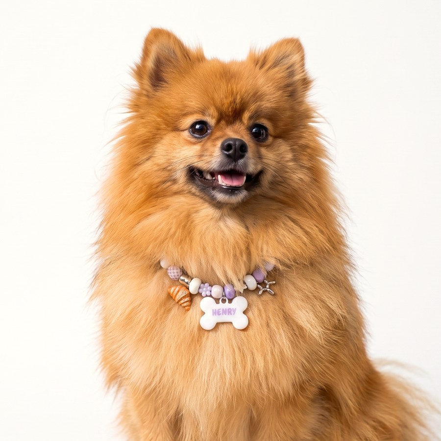 A small dog wearing a beadboo collar in size S