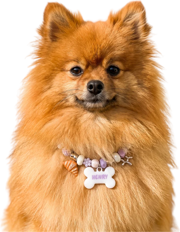A Pomeranian in a lilac BEADBOO beaded collar with a white bone tag that says Henry