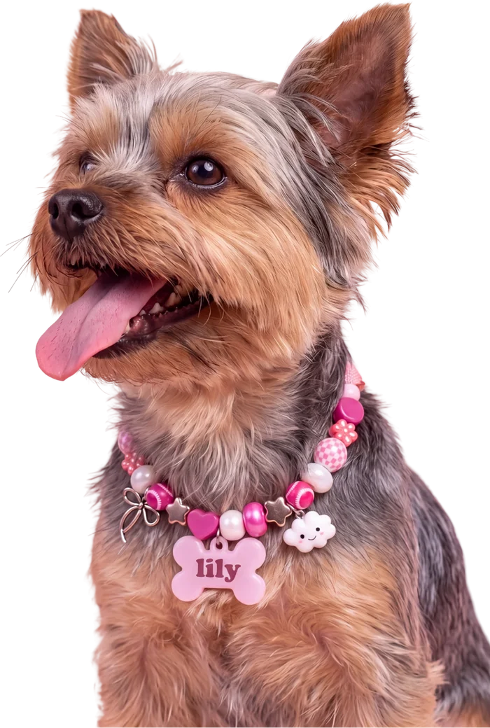 A Yorkshire terrier in a pink BEADBOO beaded collar with a bone tag that says Lily