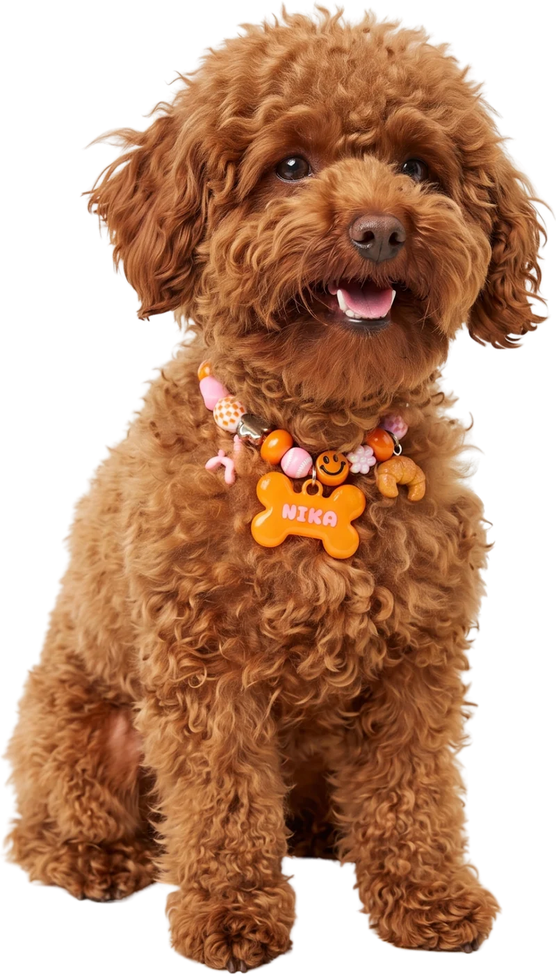A toy poodle sitting in a BEADBOO beaded collar with an orange bone tag that says Nika