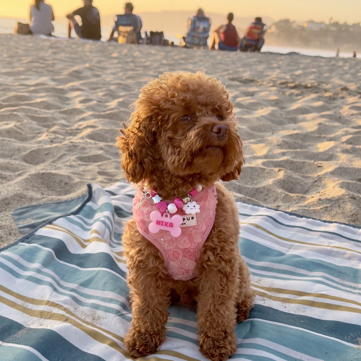 Nika the toy poodle in her BEADBOO beaded collar and NIKA bone tag, on a California beach at sunset